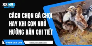 Cách Chọn Gà Chọi Hay Khi Con Nhỏ - Hướng Dẫn Chi Tiết