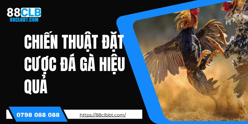 Chiến thuật đặt cược đá gà hiệu quả