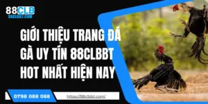 Giới Thiệu Trang Đá Gà Uy Tín 88CLBBT Hot Nhất Hiện Nay