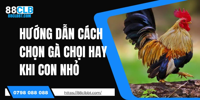 Hướng dẫn cách chọn gà chọi hay khi con nhỏ