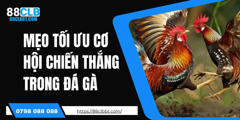 Mẹo tối ưu cơ hội chiến thắng trong đá gà