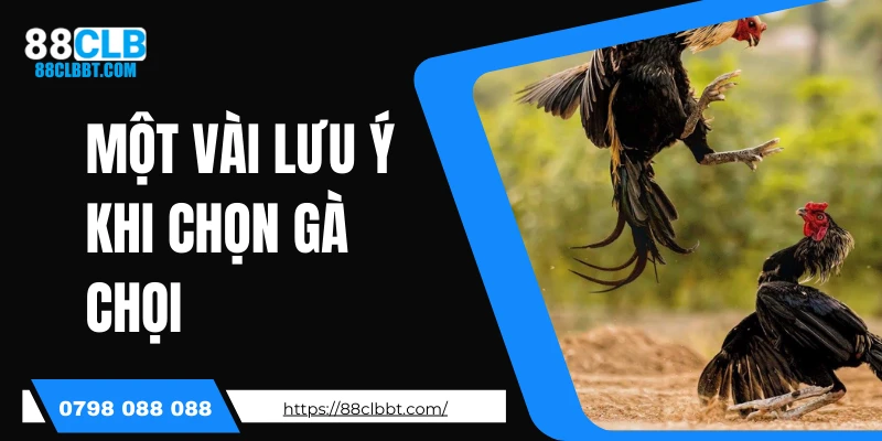 Một vài lưu ý khi chọn gà chọi